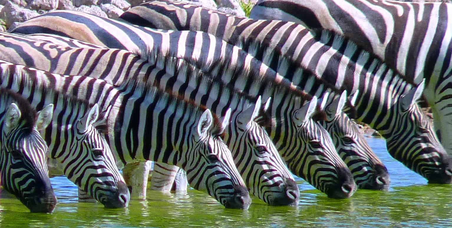 Why Namibia’s Etosha National Park Should Be On Your Dream Safari List