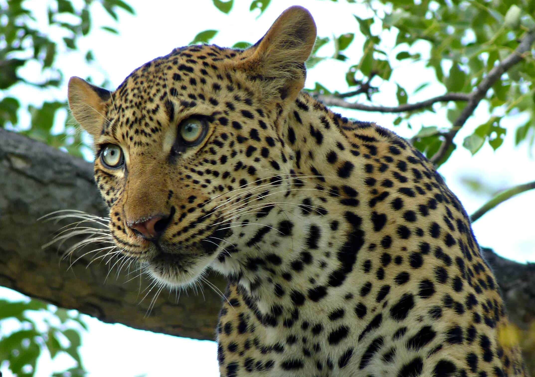 safari safety tips