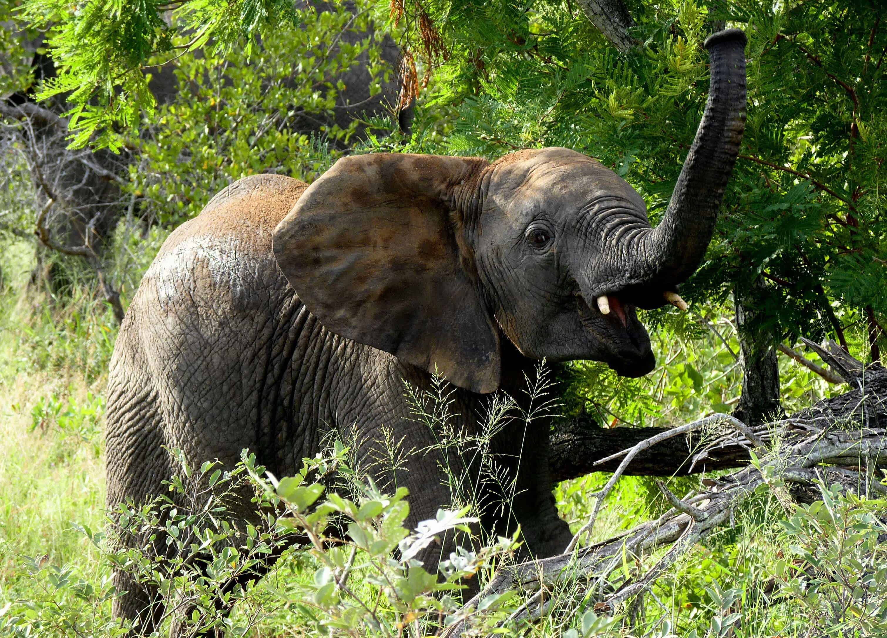 safari safety tips