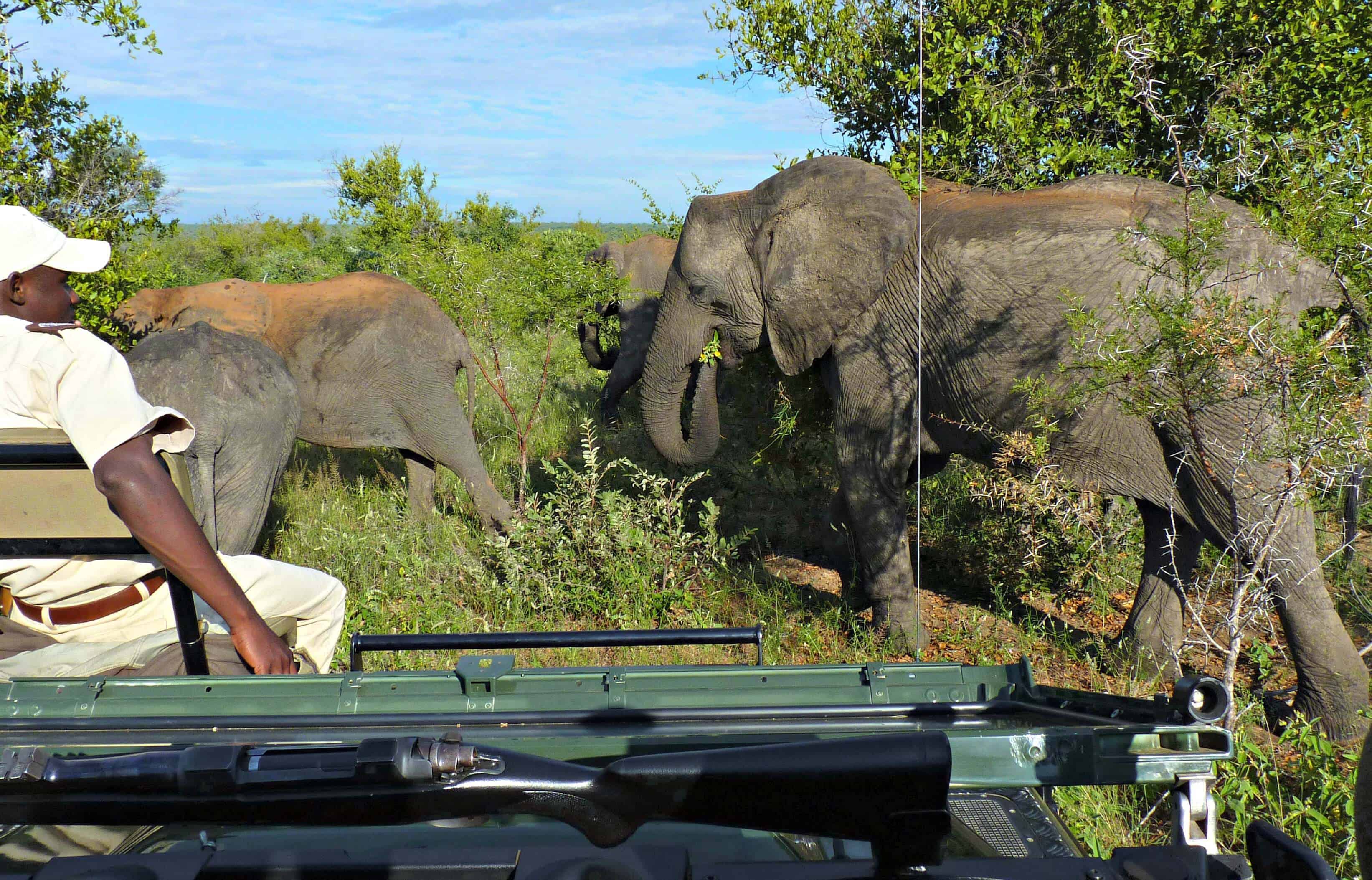 safari safety tips