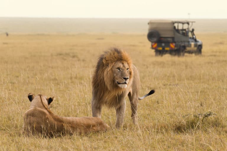 7 Safety Tips You Should Know about an African Safari