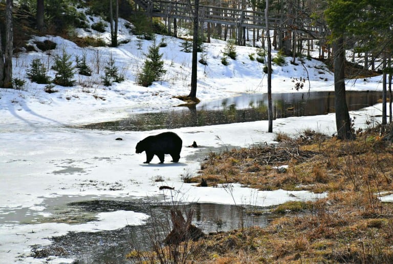 Photo of the Week:  Signs of Spring