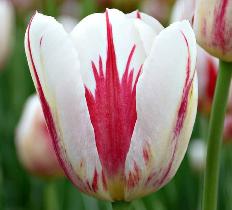 Photos of the Week:  Tulips!