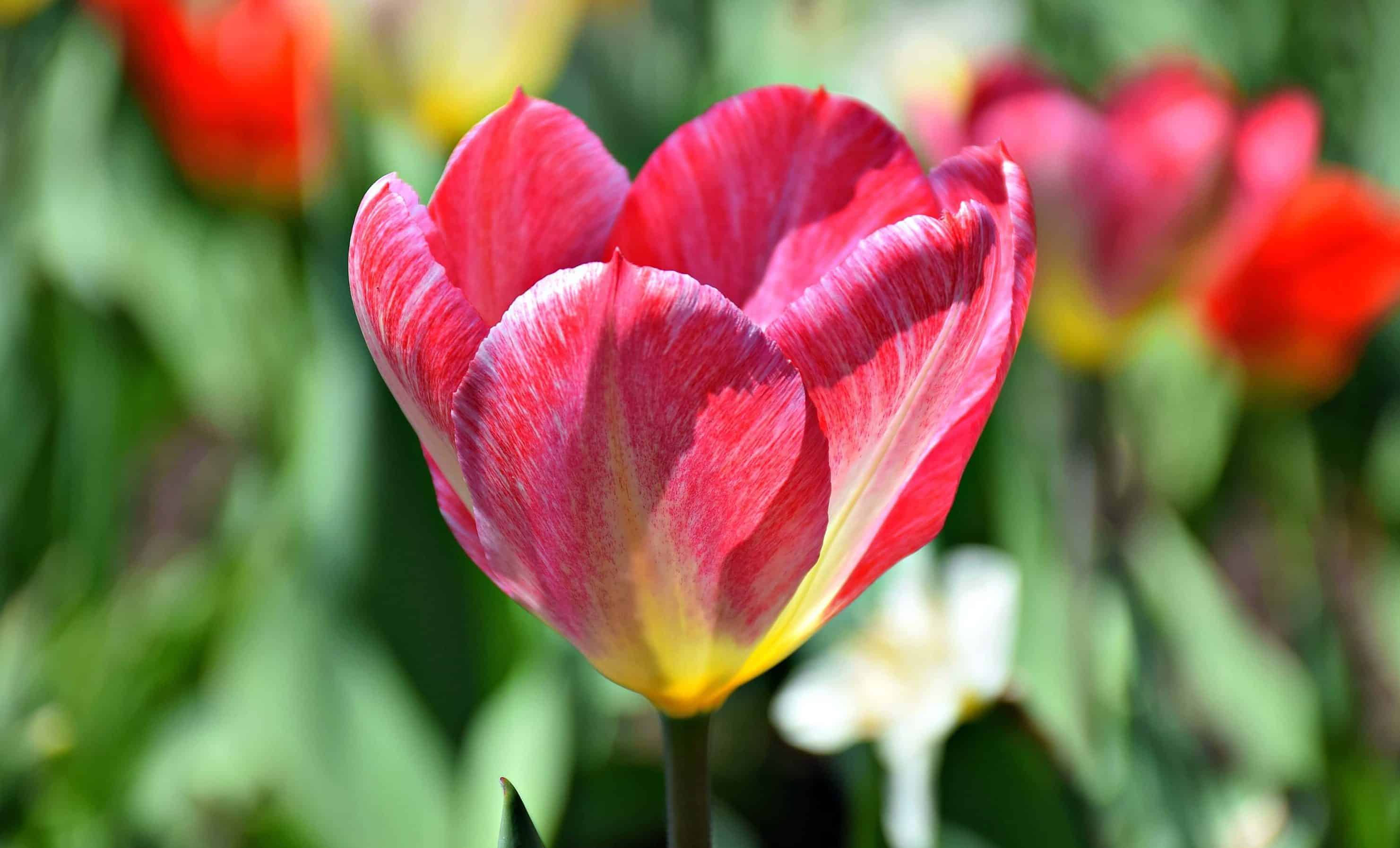 Ottawa Tulip Festival