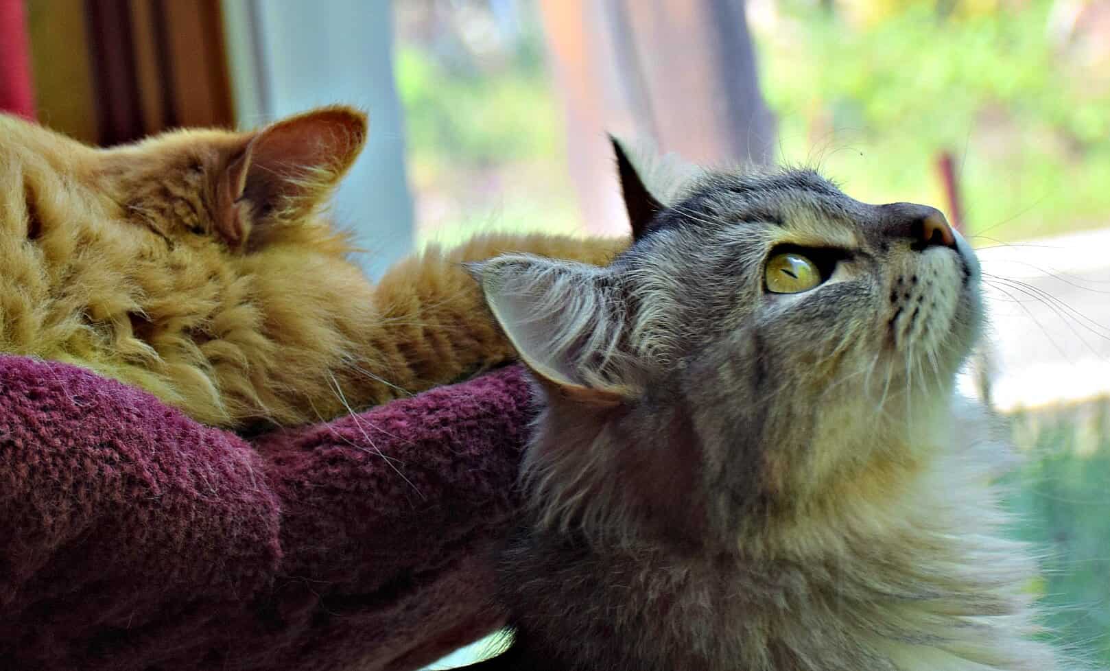 Siberian Cat Cafe, Canada
