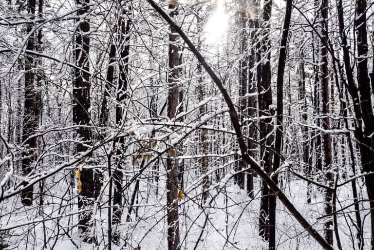 Ice Storm