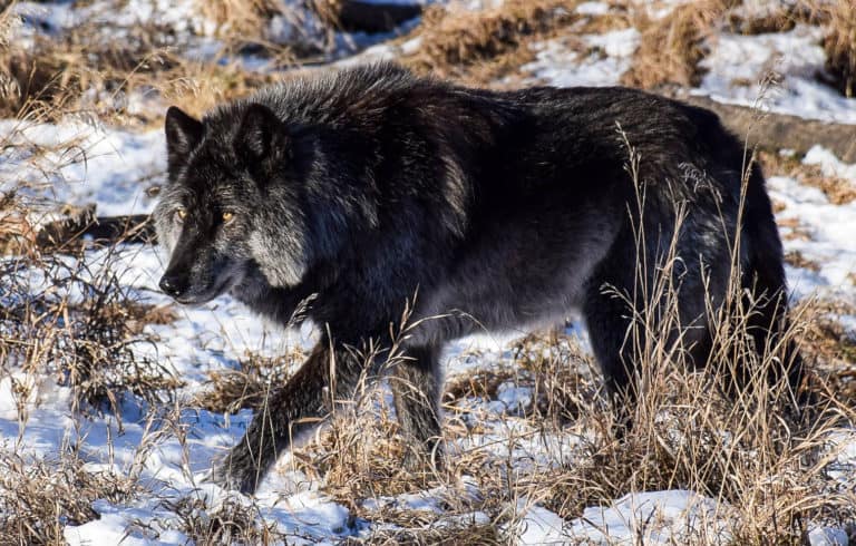 wolfdog rescue