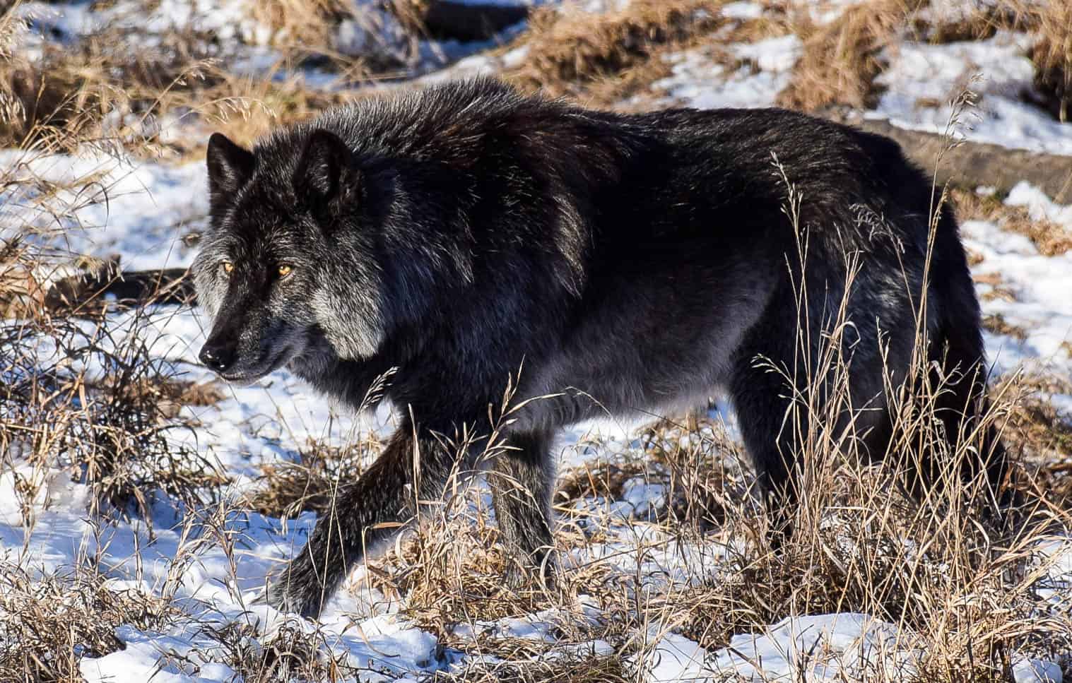 wolfdog rescue