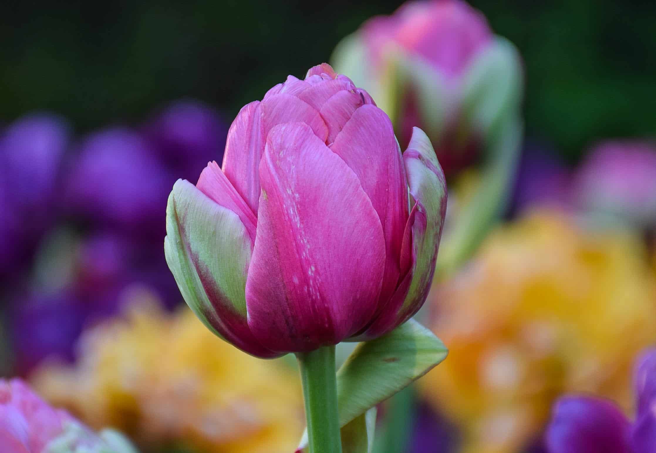 Canadian Tulip Festival