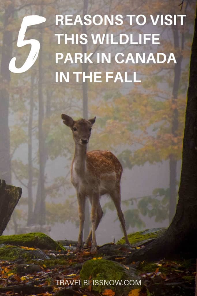 5 Reasons to Visit this Wildlife Park in Canada in the Fall