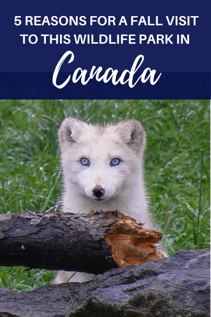 5 Reasons For a Fall Visit to this Wildlife Park in Canada