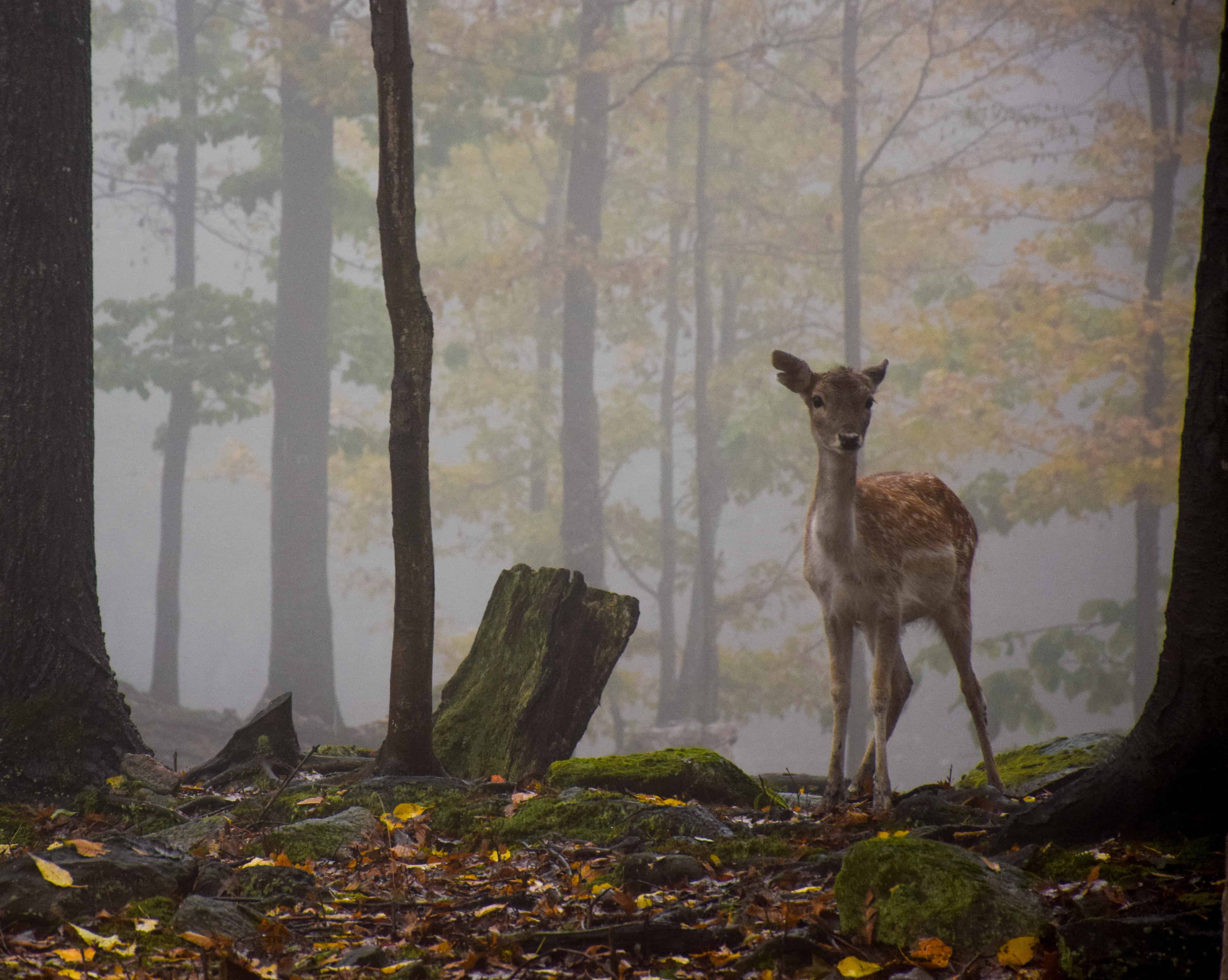 wildlife park in Canada