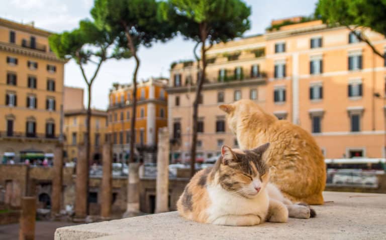 See wild cats roam among the ruins at a cat sanctuary in Rome