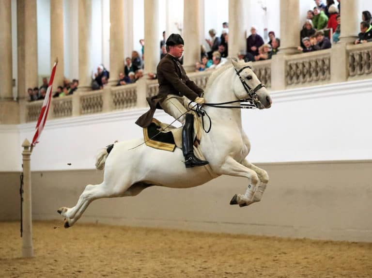 Spanish Riding School performance
