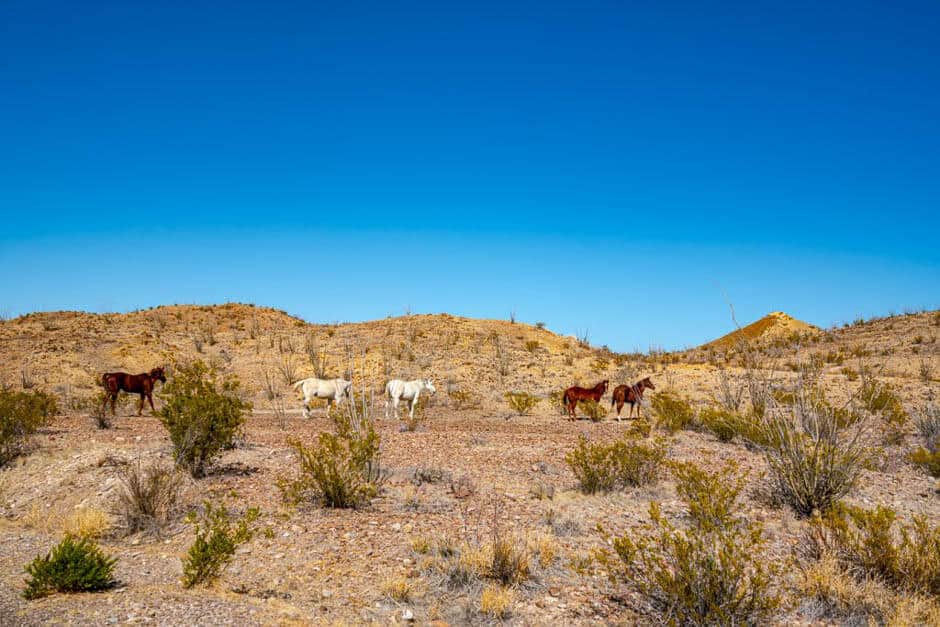 Dry scrub brush and hills with horses in Big Bend National Park, Texas