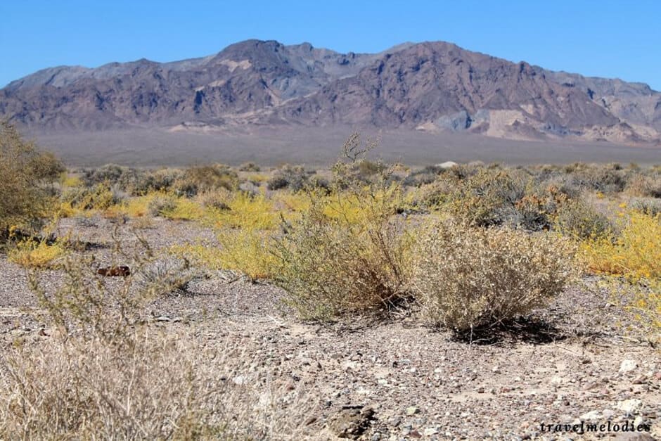 Rocky terrain and sparse flora with mountains in the background in Death Valley National Park, California
